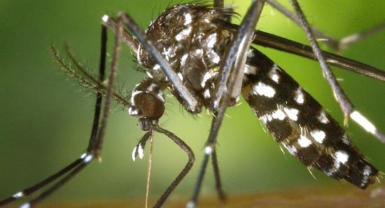 National Dengue Prevention Programme Ends Today